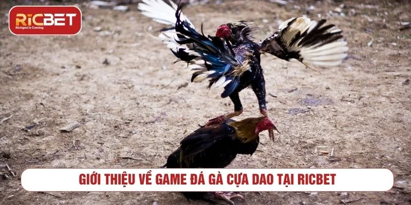 Đá Gà Cựa Dao RICBET - Cách Xem Kèo Và Lưu Ý Cần Biết Tổng quan về hình thức đá gà cựa dao trực tuyến