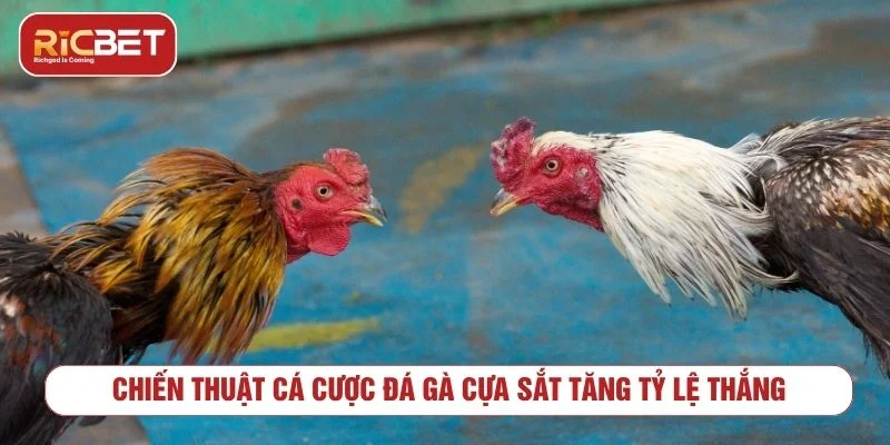 Đá Gà Cựa Sắt RICBET - Luật Chơi Và Cách Xem Kèo Quản lý vốn khi chơi đá gà cựa sắt trực tuyến